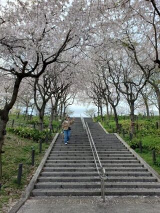 桜回廊の画像