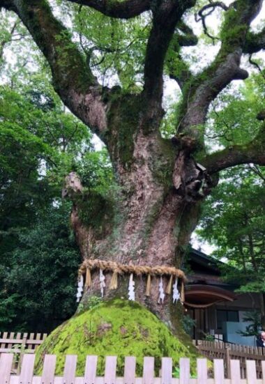 熱田神宮大楠の画像