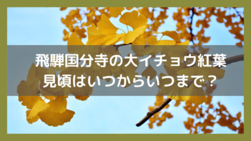 飛騨国分寺の大イチョウ紅葉2023の見頃はいつからいつまで？現在の様子や行ってきた感想も！イメージ画像