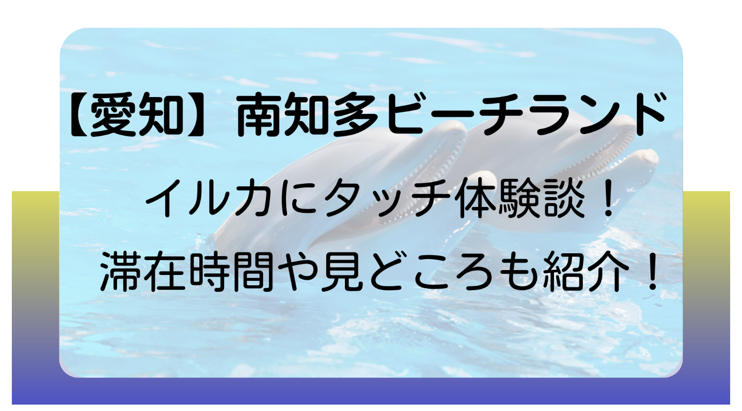 南知多ビーチランドのイルカにタッチ体験談！滞在時間や見どころも紹介！のイメージ画像