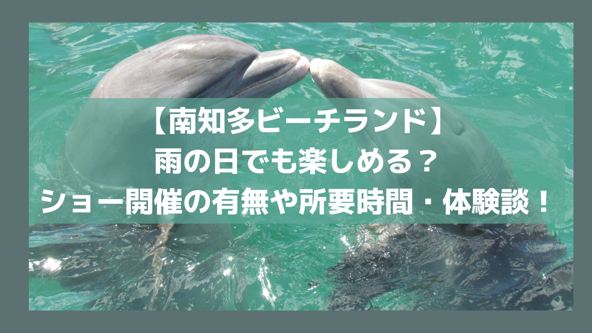 【南知多ビーチランド】雨の日でも楽しめる？ショー開催の有無や子連れで行った所要時間・体験談まとめ！のイメージ画像