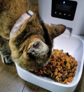 猫がグランツキャットフードを食べている様子の画像